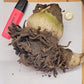 scadoxus kath bulbs
