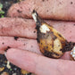 Sternbergia  Lutea var Angustifolia