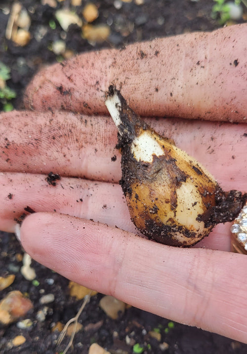 Sternbergia  Lutea var Angustifolia
