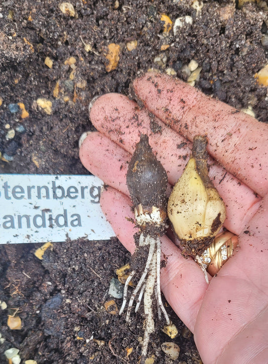 Sternbergia candida
