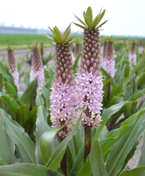 04-A-15 eucomis amelia
