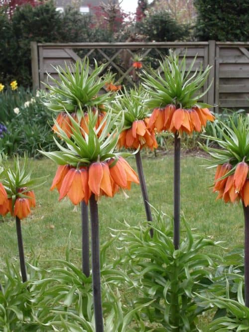 Garland Star