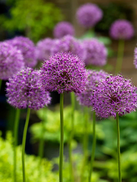 ALLIUM ALTISSIMUM