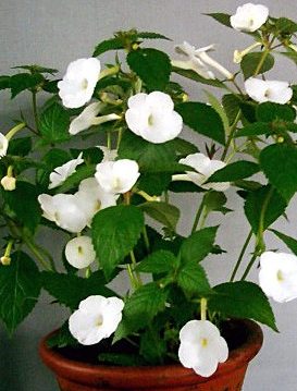 achimenes-himalayan white