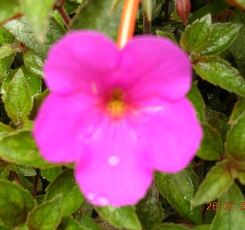 achimenes-vivid