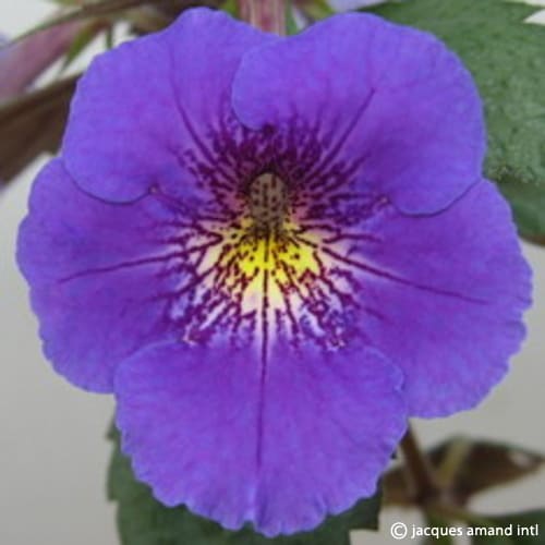 AchimenesHimalayanTetraPurple