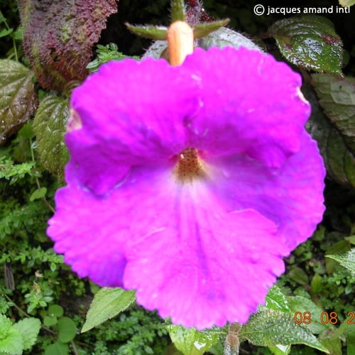 AchimenesPulcherrima