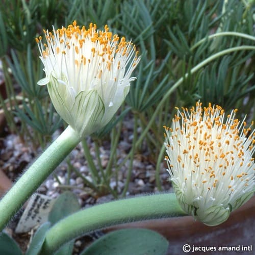 Albiflos