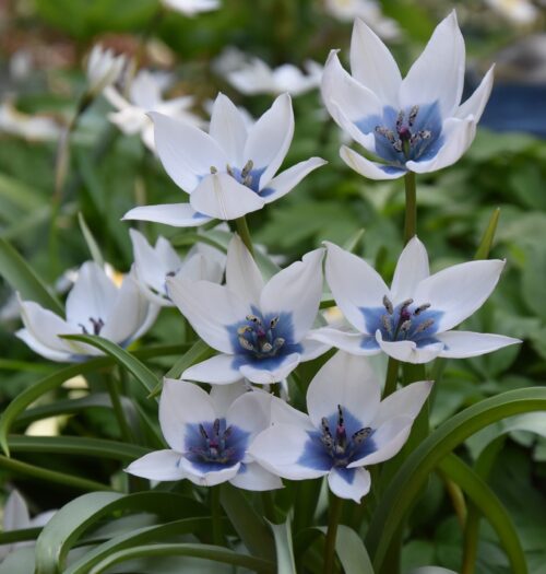 Albocaerulea_6792 (2)