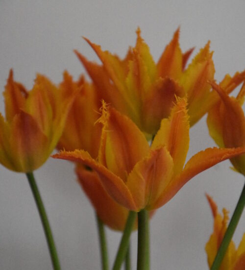 Alexandrine_7702 (4)