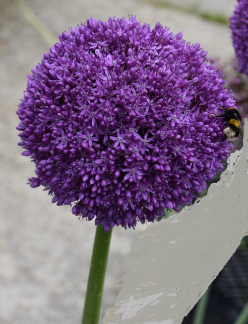 Allium Ambassador_1867 (2)