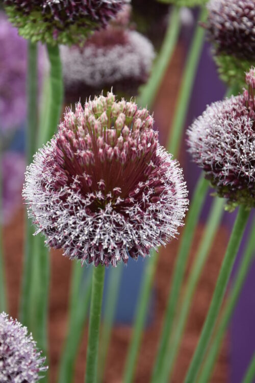 Allium Forelock_6760 (2)