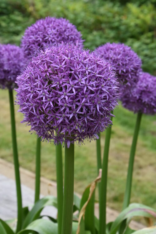 Allium Globemaster_2955 (7)