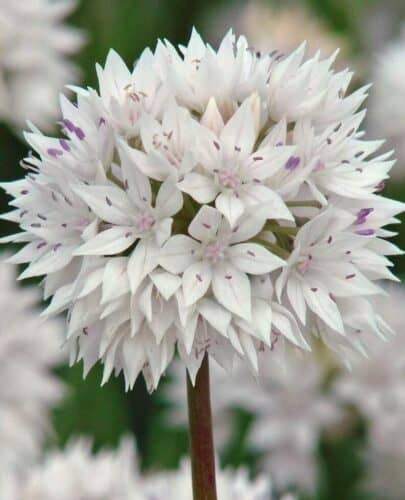 Allium Graceful Beauty