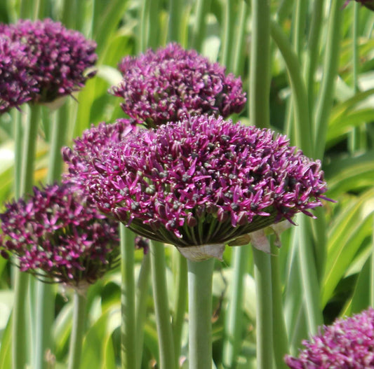 Allium Magic