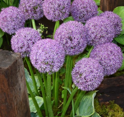 allium-pinballwizard_4450-2