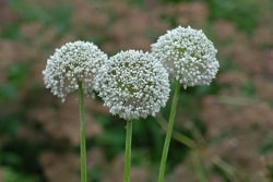 Allium-Ping-Pong