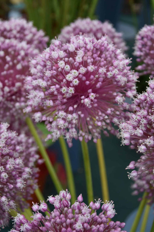 Allium Pink Jasmine_8031 (4)