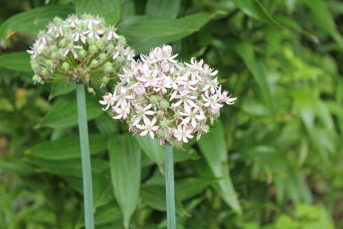 Allium Pink Jewel_1606