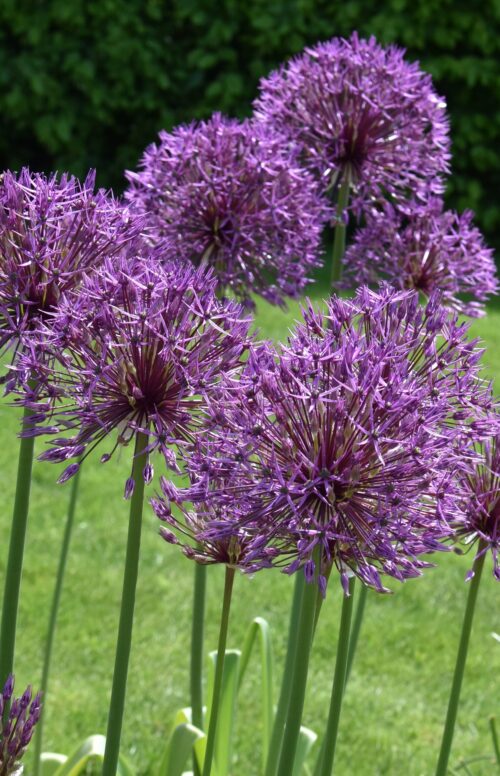Allium Purple Rain_8336 (19)