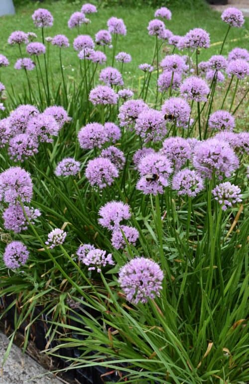 Allium Summer Beauty_2042 (3)