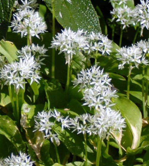 Allium Ursinum (2)