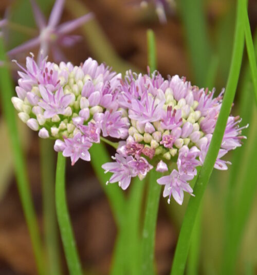 Allium angulosum_6935 (1)