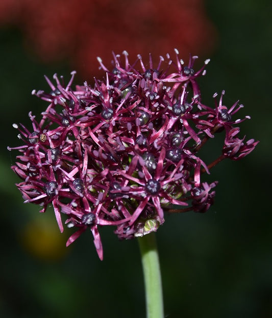 Allium atropurpureum_1690 (1)
