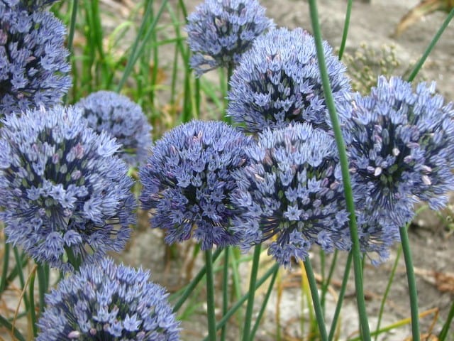 Allium caesium