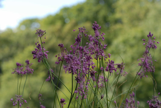 Allium carinatum_0005 (2)