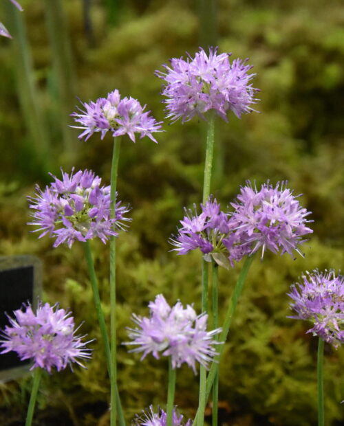 Allium carolinianum_6087 (1)