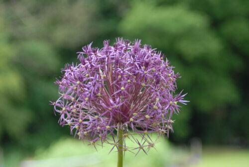 Allium cristophii_0019 (8)