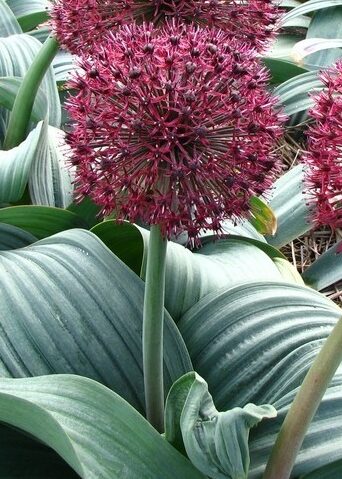 Allium karataviense Red Globe