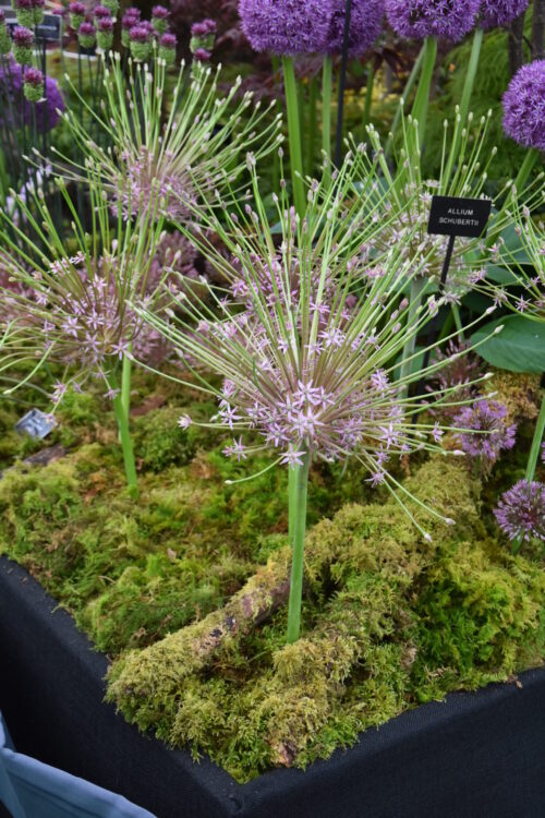 Allium schubertii_8929