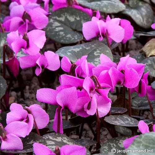 Alpinum-(syn.-Trochopteranthum)