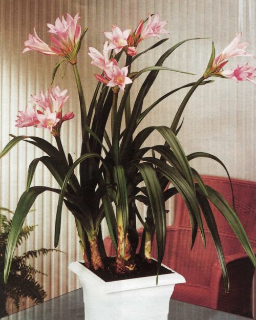 Amarcrinum memoria-corsii