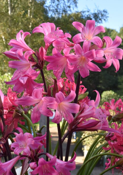 Amaryllis belladona (1)