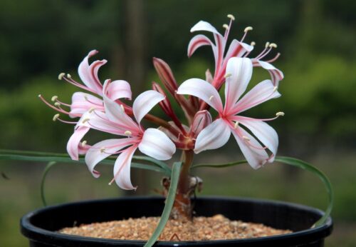 Ammocharis nerinoides