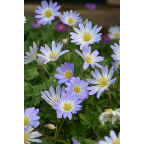 Anemone blanda Blue Splendour_1014 (1)