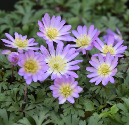 Anemone blanda Charmer_0724 (3)