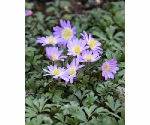 Anemone blanda Pink Star_0733