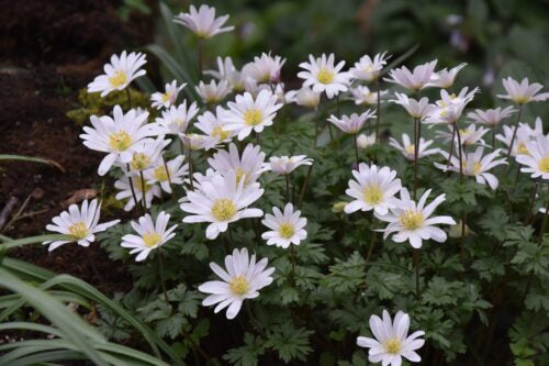 Anemone blanda White Splendour_9596