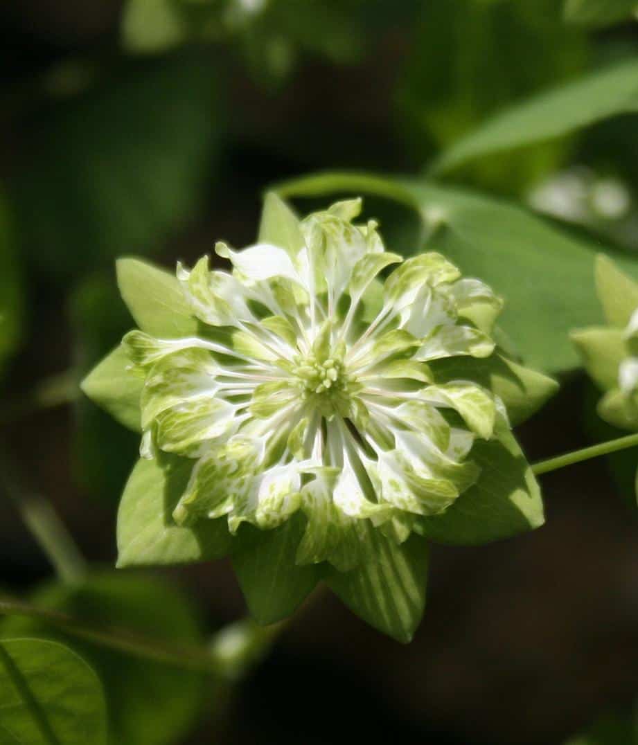 anemonella-green-hurricane-2