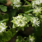 anemonella-green-hurricane