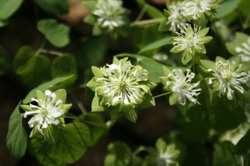 anemonella-green-hurricane