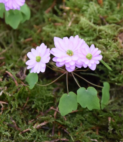 anemonella-kikusaki-pink_2141-1