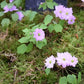 anemonella-kikusaki-pink_2141-2