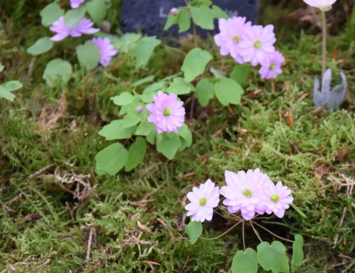 anemonella-kikusaki-pink_2141-2