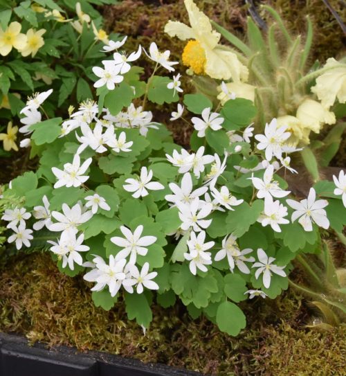 anemonella-thalictroides_2252-1