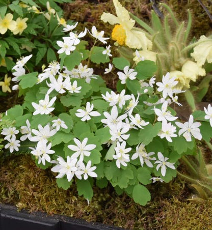 anemonella-thalictroides_2252-1